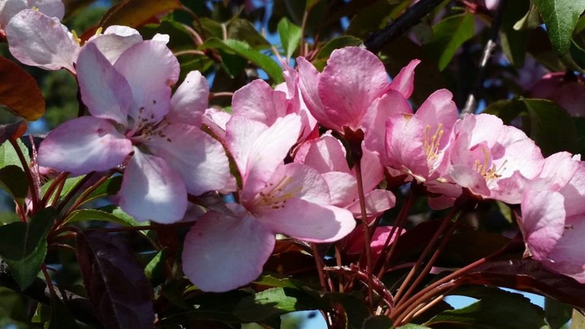 Blossoms