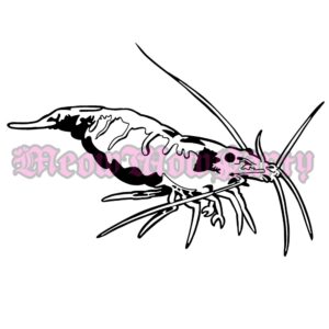 Shrimp